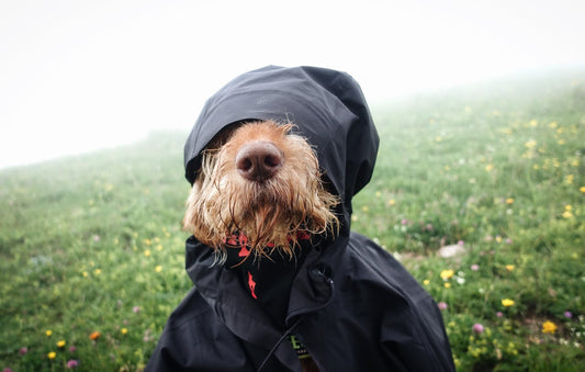 Erkältung beim Hund: Symptome und Selbsthilfemaßnahmen