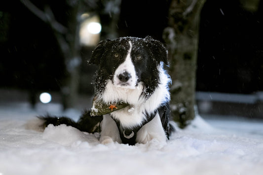 Buntzecke: Neue Zeckenart auch im Winter aktiv - Tipps zur Zeckenabwehr