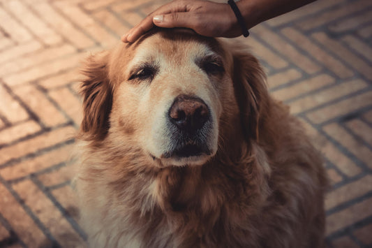 altern bei hunden, hunde, alt, alter, tod, tier,