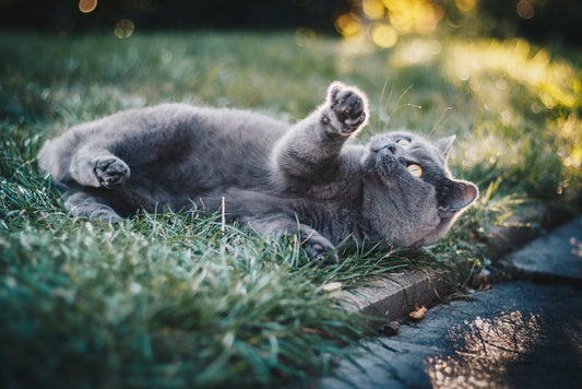 cat happy katze ativ active playing