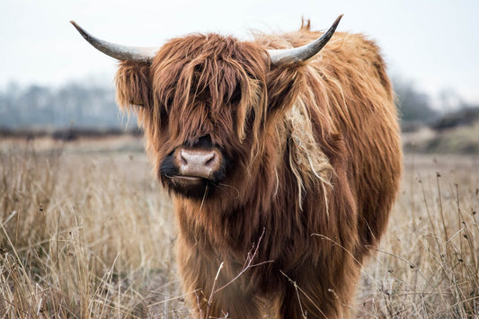 Yak-Snacks für Hunde - Natürliche und laktosefreie Kausnacks aus getrocknetem Yak-Milch-Käse. Reich an Protein und Kalzium, frei von künstlichen Zusätzen. Ideale Zahnpflege und hypoallergen.