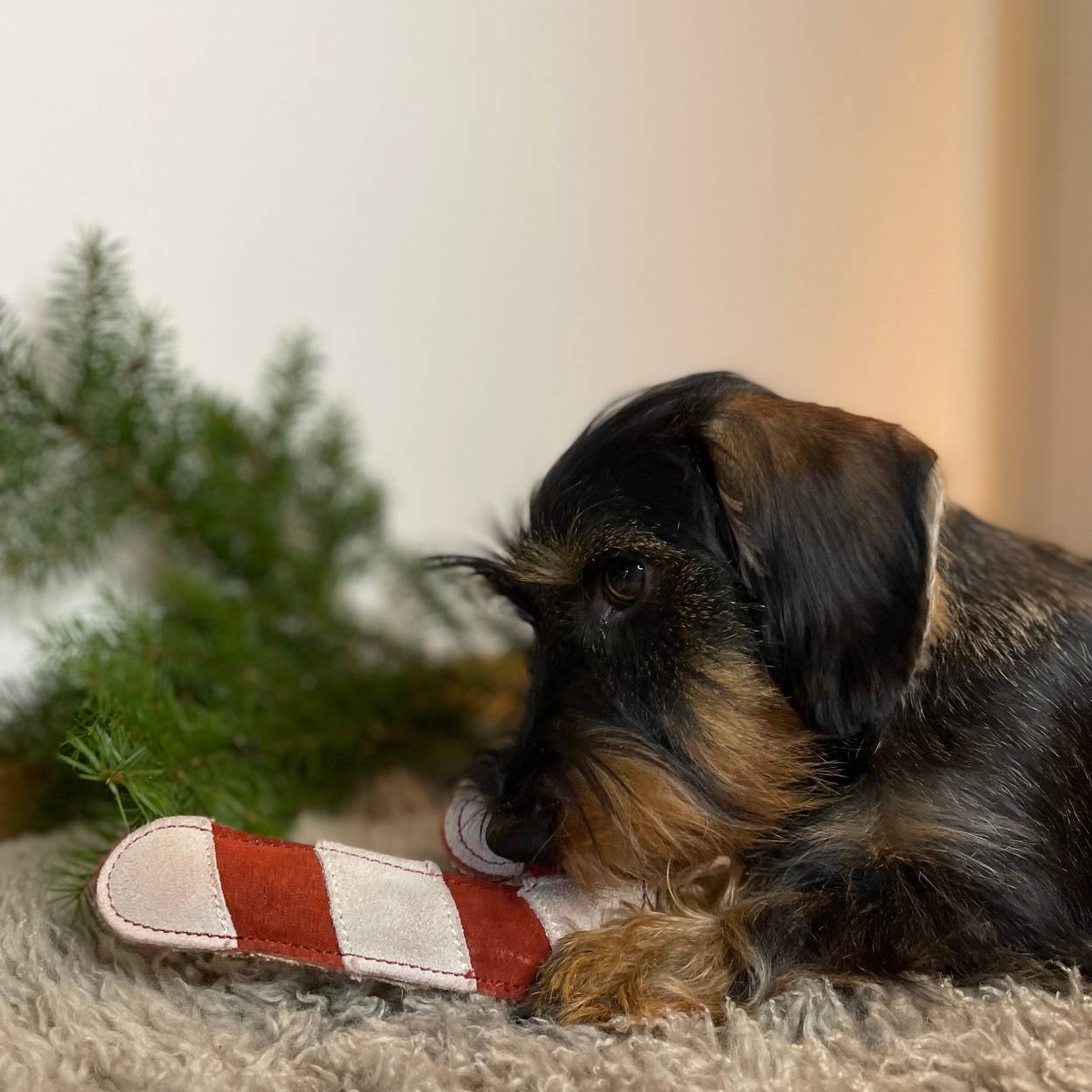 Spielzeug Zuckerstange aus Leder für Hunde