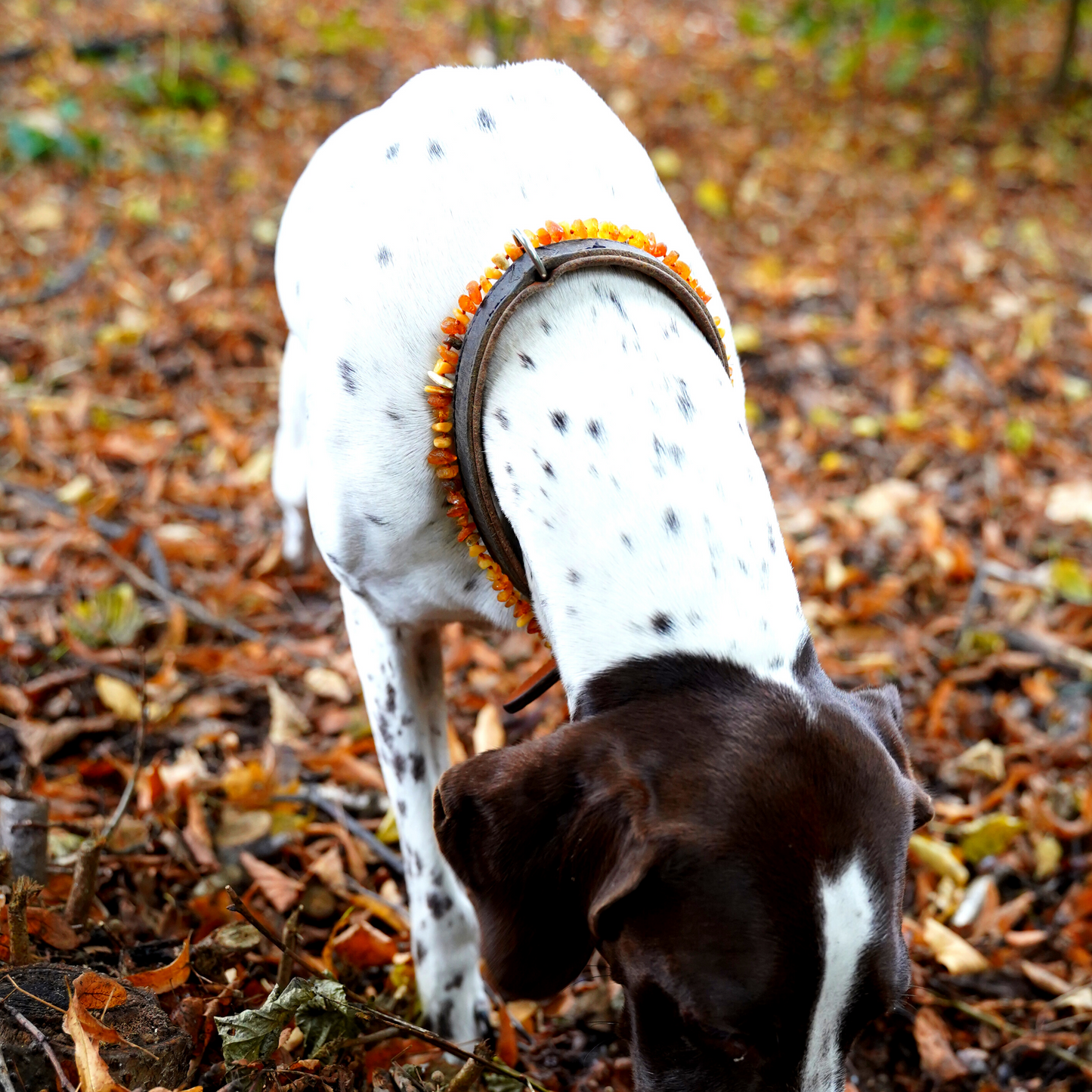 Bernsteinketten für Hunde