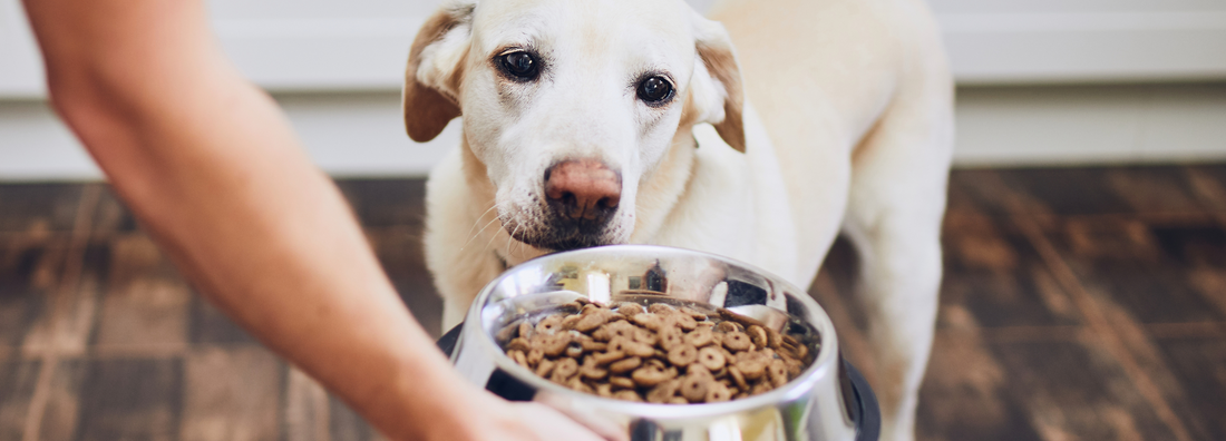 Futterumstellung beim Hund: Wie mache ich das?