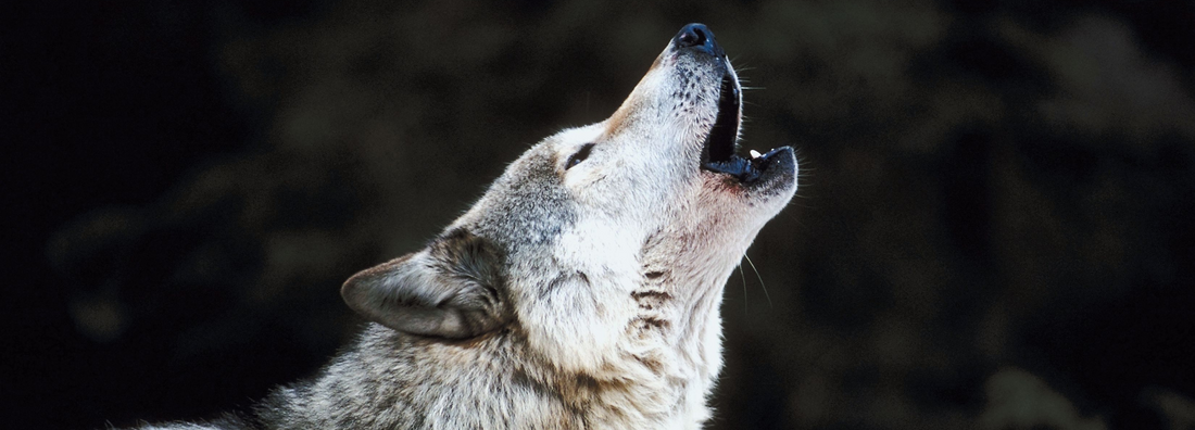 Der Hund ist kein Wolf mehr - Unterschiede in der Ernährung