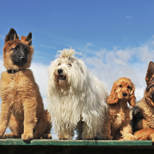 Unser Hundefutter ist für jedes Alter ab dem 2. Monat bestens geeignet. Insbesondere sind die darin enthaltenen hochwertigen Proteine für den besonderen Bedarf der Welpen und der alten Hunde hervorragend.