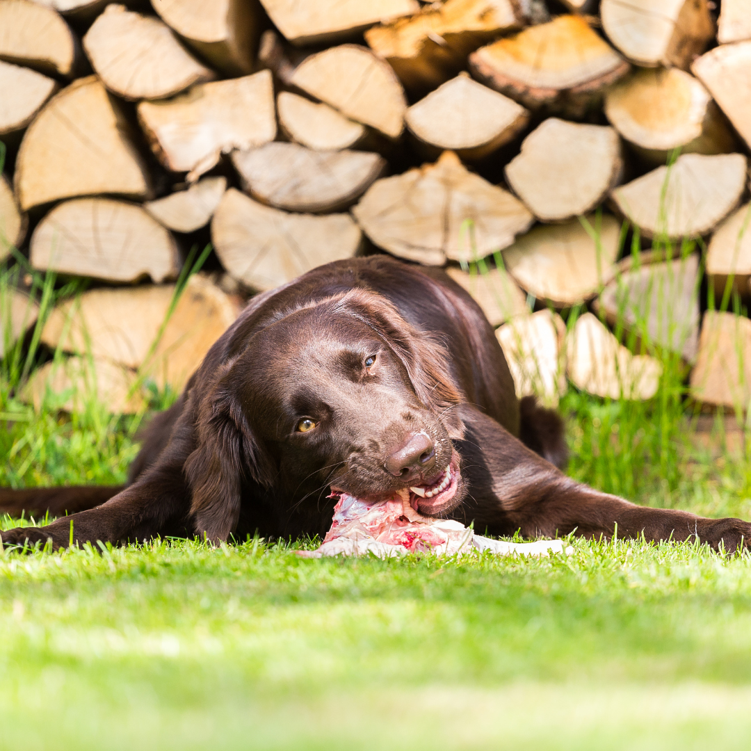 Die Wahrheit über Hundeernährung: Warum eine ausgewogene Ration wichtig ist und nicht nur aus Fleisch bestehen sollte