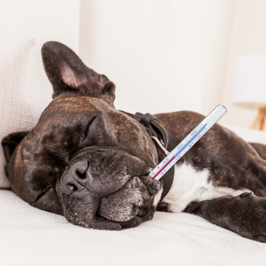 Fiebermessen beim Hund – ChronoBalance