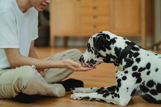 Hund mit Gemüse: "Gesunde Belohnungen für Hunde: Tipps für fettarme Leckerli und Alternativen"